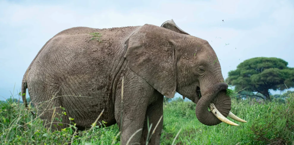 Amboseli National Park 42